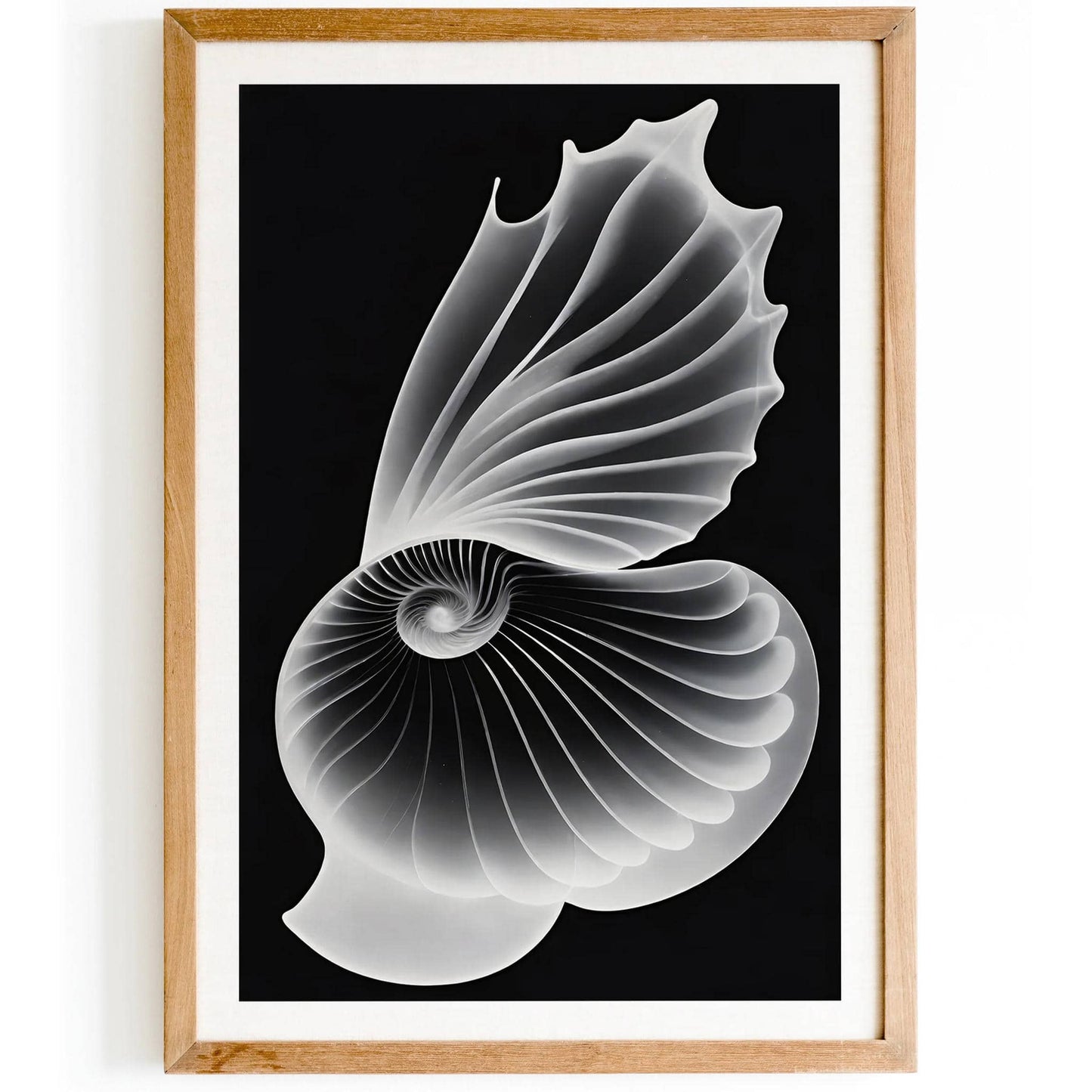 Seashells Ernst Haeckel Wall Art - HypeSheriff