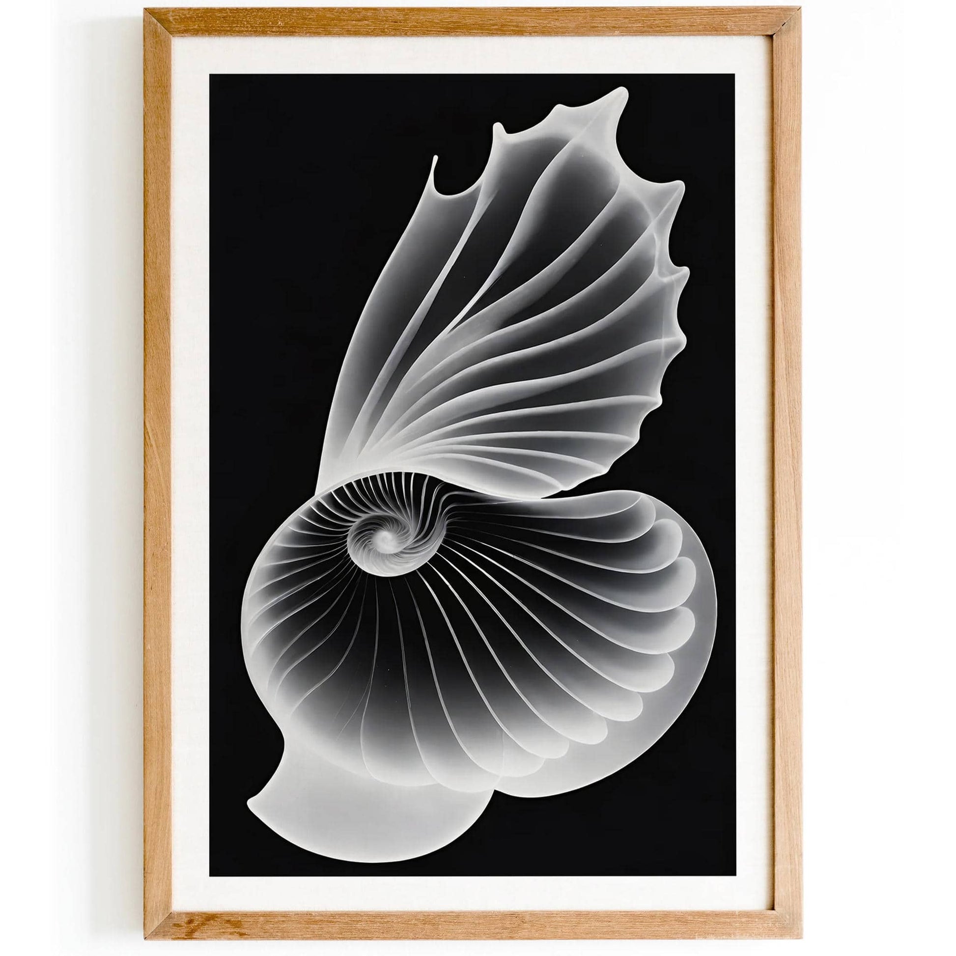 Seashells Ernst Haeckel Wall Art - HypeSheriff