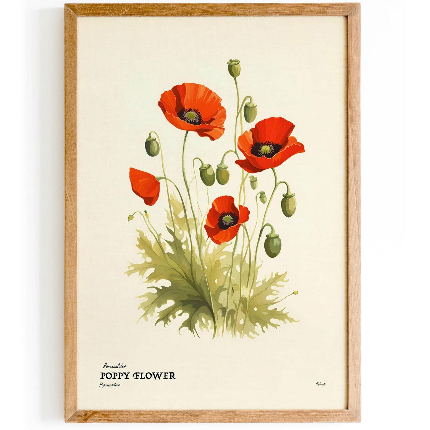 Poppy Flower Vintage Illustration Poster - HypeSheriff