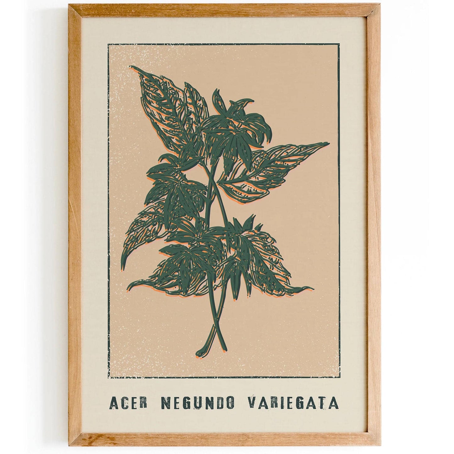 Acer Negundo Variegata Plant Poster - HypeSheriff