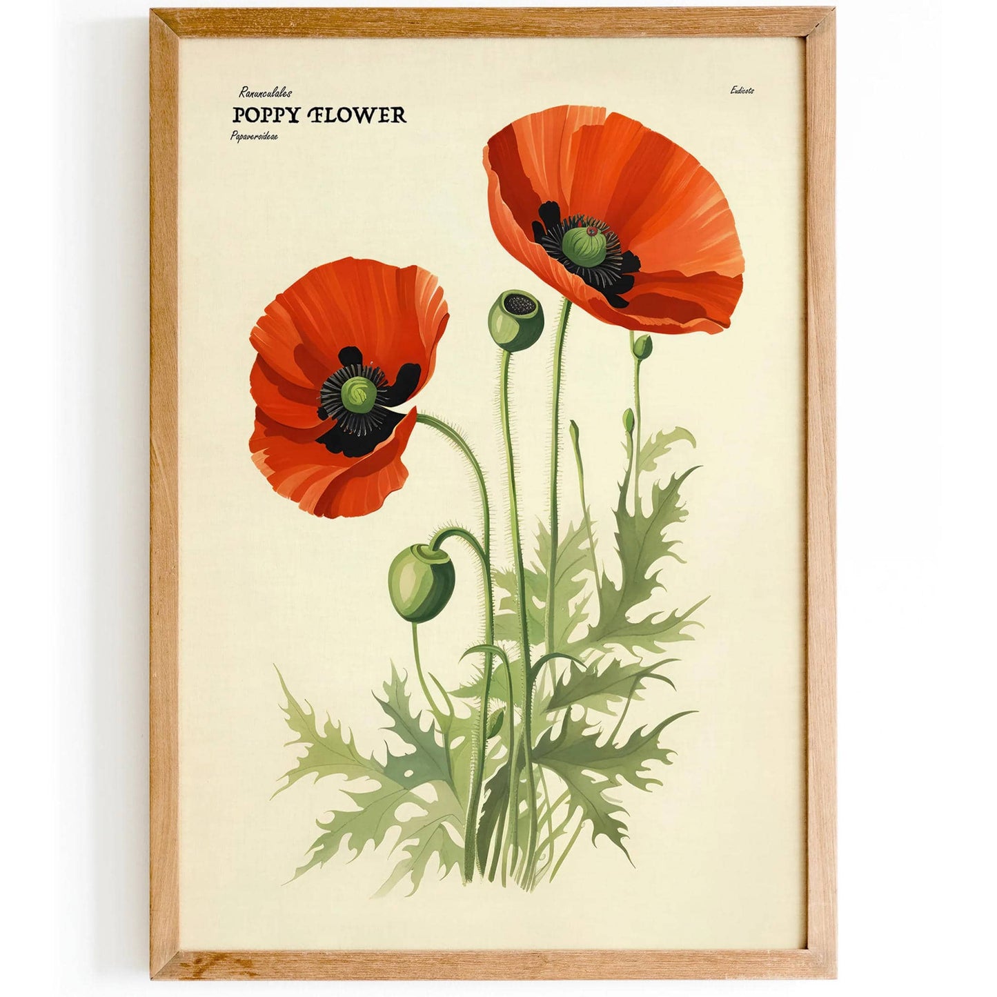 Poppy Flower Illustrated Floral Poster - HypeSheriff