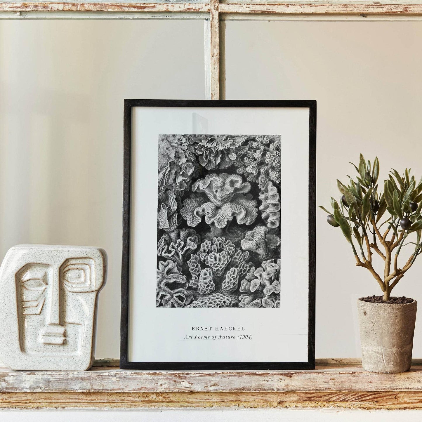 E. Haeckel, Art Forms of Nature No.6 Poster - HypeSheriff