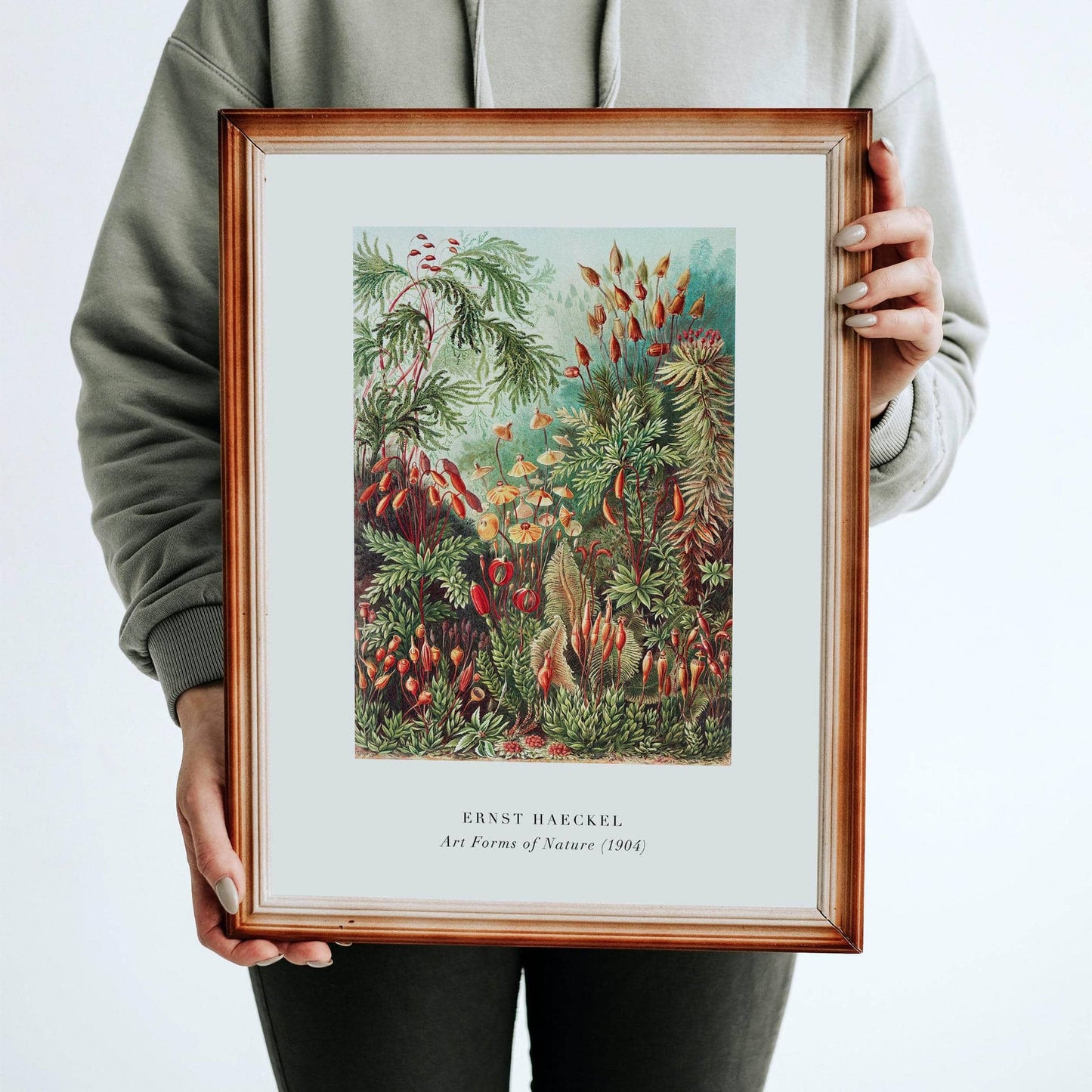 E. Haeckel, Art Forms of Nature No.2 Poster - HypeSheriff