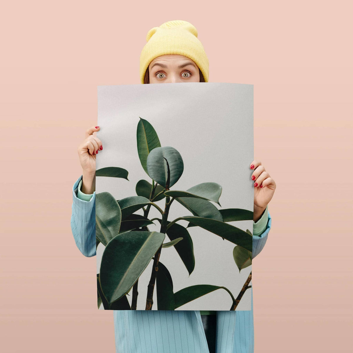 Rubber Tree Plant Photographic Poster - HypeSheriff