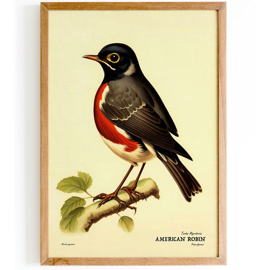 American Robin Vintage Bird Artwork Poster