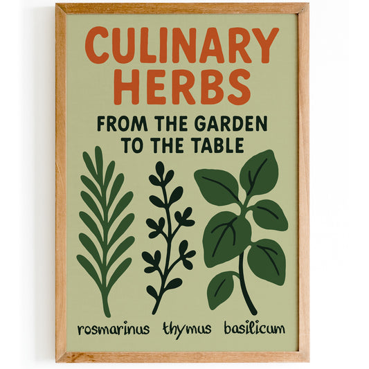 Culinary Herbs Botanical Poster