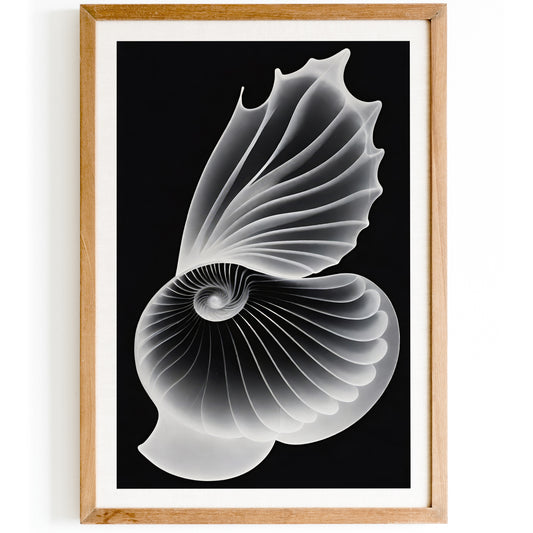 Seashells Ernst Haeckel Wall Art