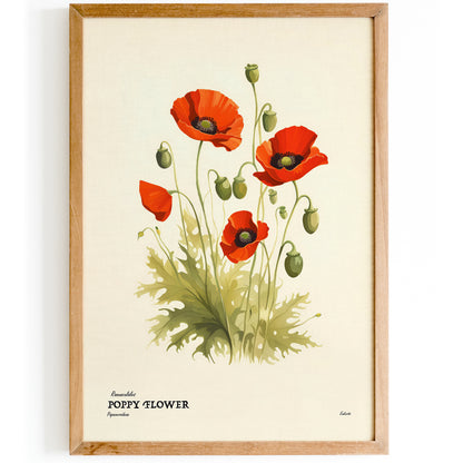 Poppy Flower Vintage Illustration Poster