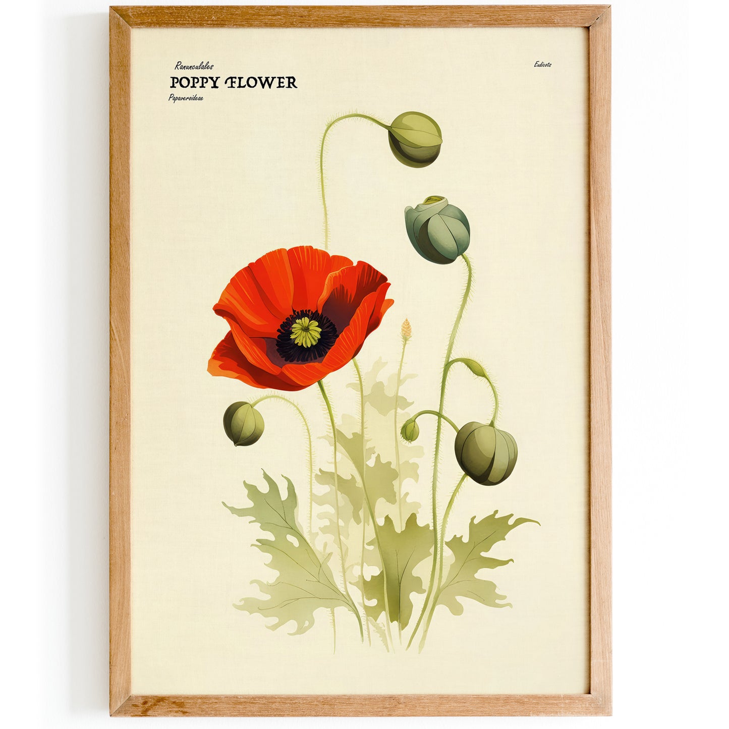 Poppy Flower Vintage Art Print