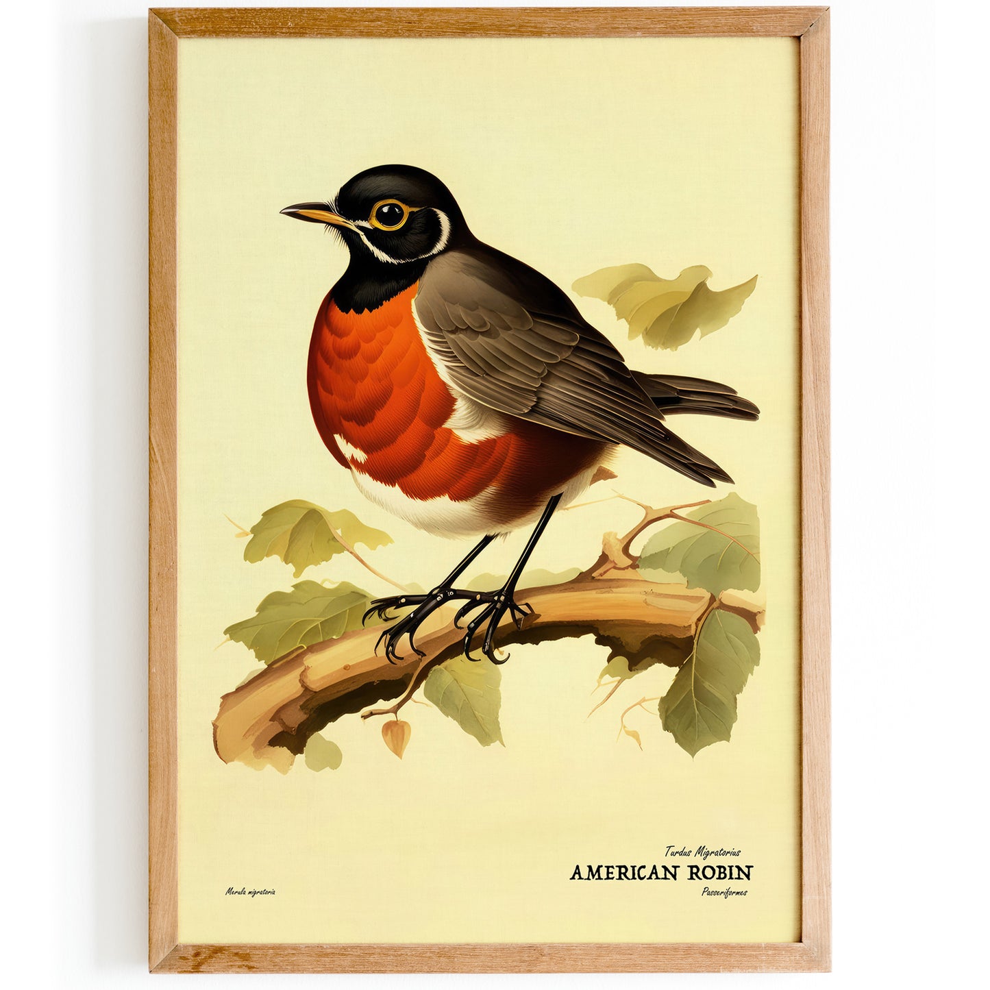 American Robin Vintage Bird Poster