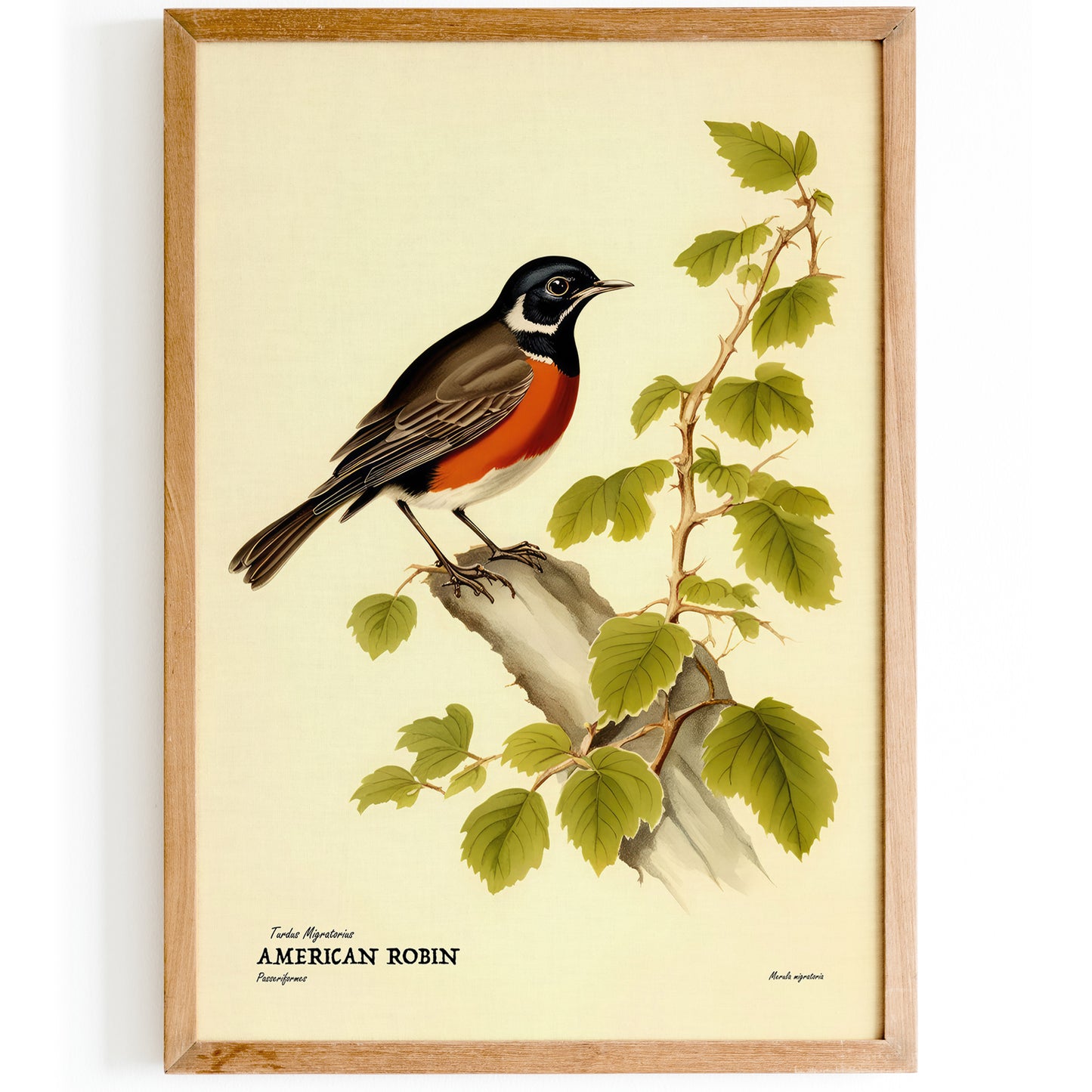 American Robin Vintage Wall Poster