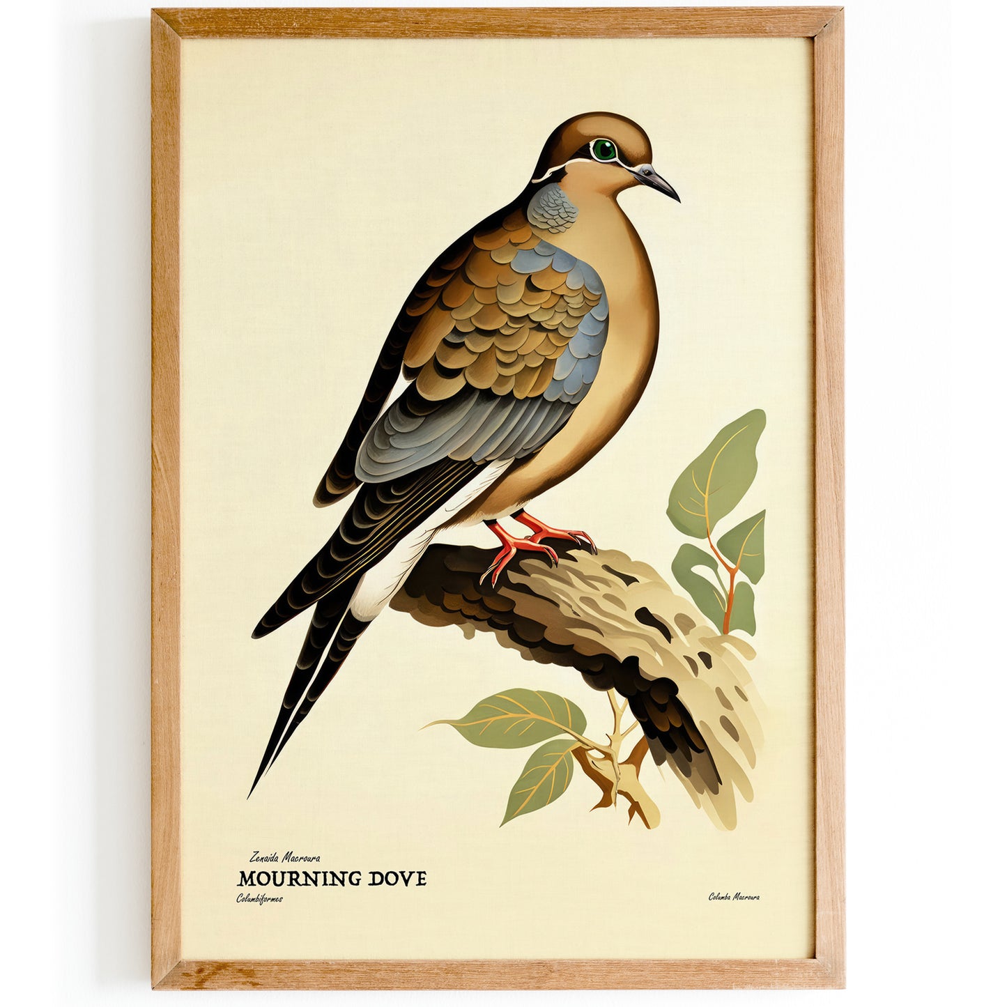 Vintage Mourning Dove Bird Poster