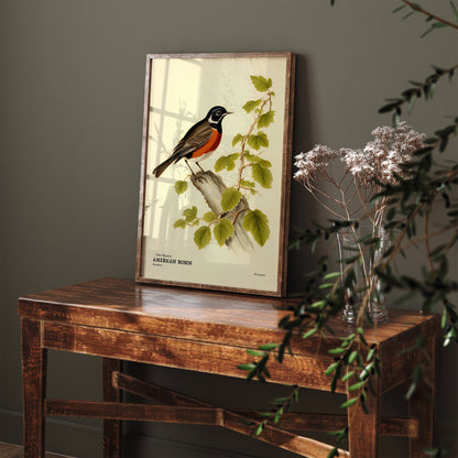 American Robin Vintage Wall Poster