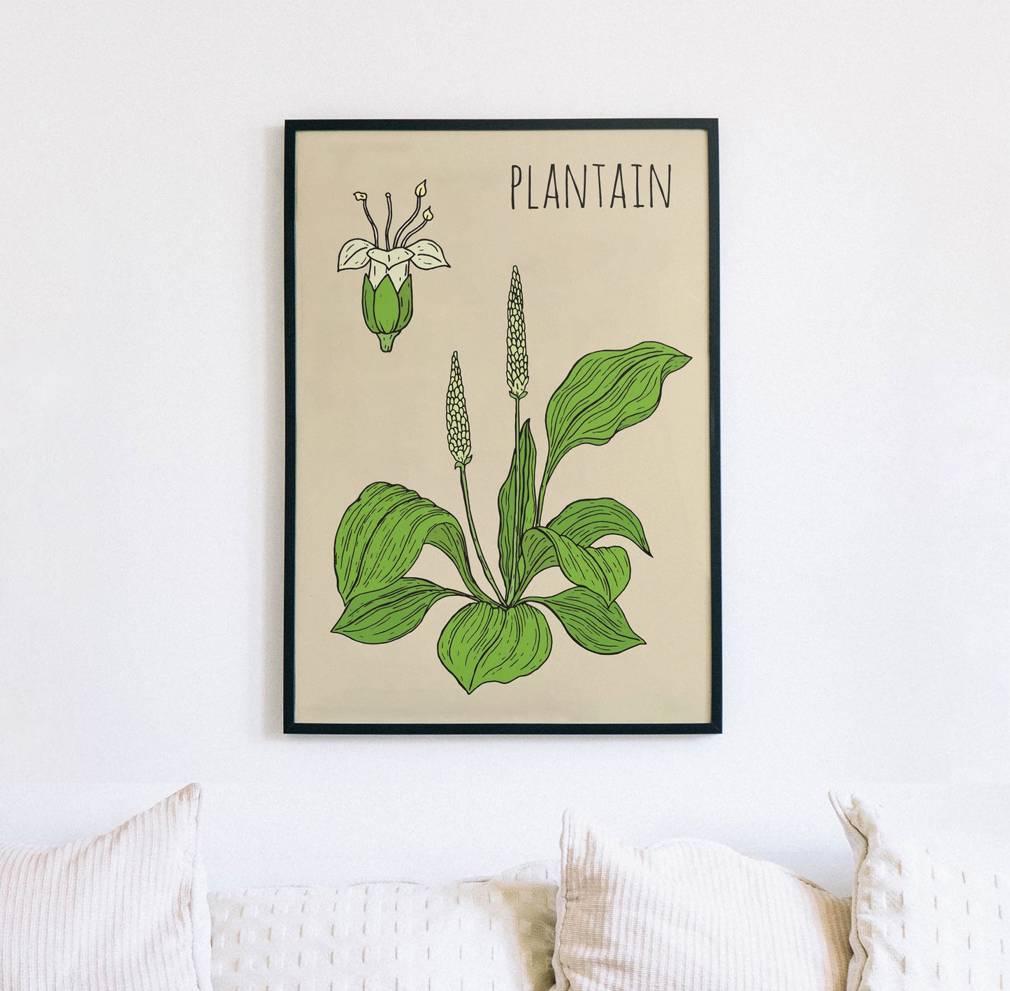 Plantain Botanical Poster