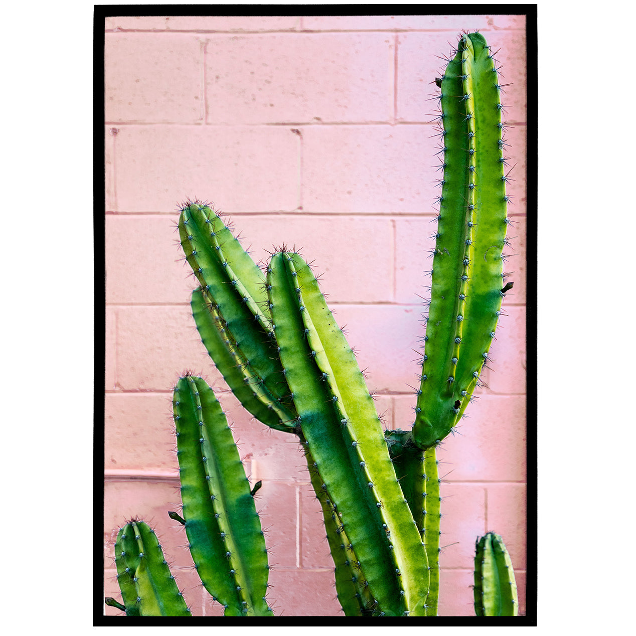 Eclectic Cactus Photo Print