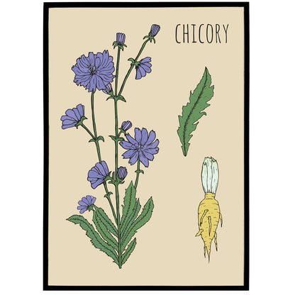 Chicory Botanical Poster