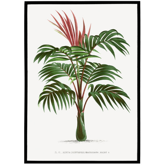 Vintage Botanical Palm Poster