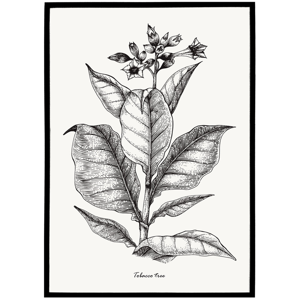 Tobacco Tree Art Print