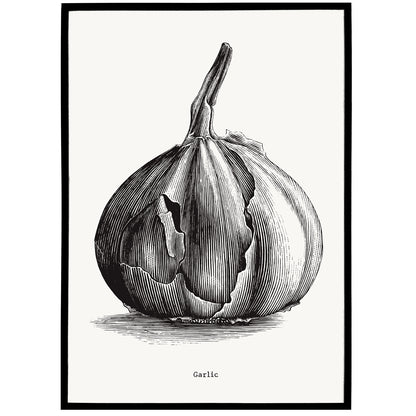 Vintage Garlic Art Print