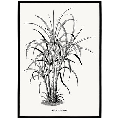 Sugar Cane Tree Retro Art Print