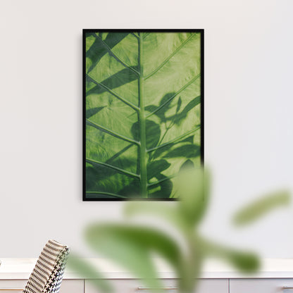 Green Colocasia Esculenta Leaf Photo Poster
