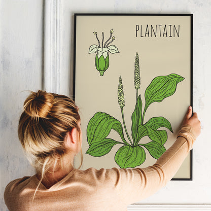 Plantain Botanical Poster