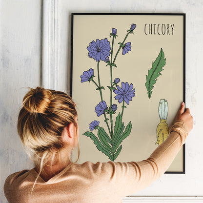 Chicory Botanical Poster