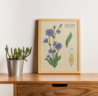 Chicory Botanical Poster