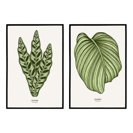 Set of 2 Calathea Botanical Posters