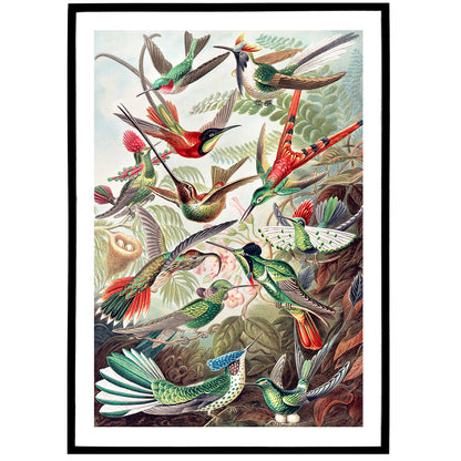 E. Haeckel Trochilidae–Kolibris Poster