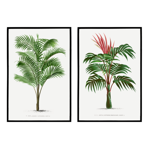 Set of 2 Vintage Botanical Palms Prints