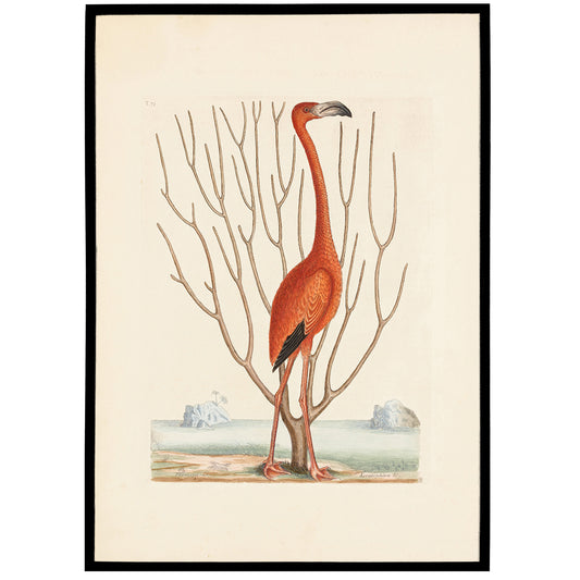Vintage Flamingo Portrait Poster