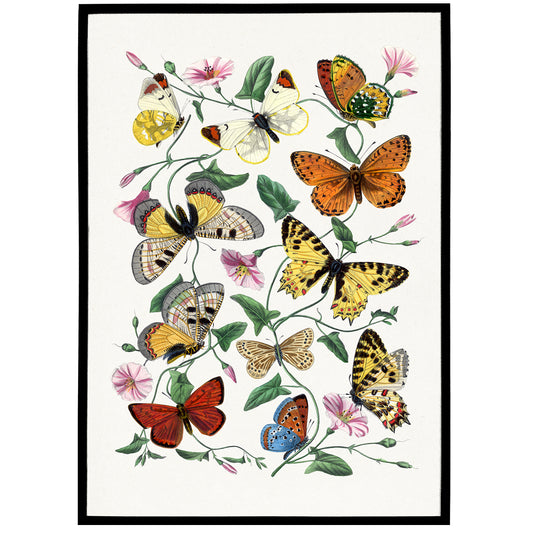 Vintage Butterflies Illustration Poster