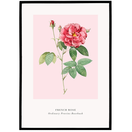 Pink French Rose Poster