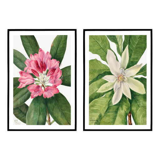 Set of 2 Mary Vaux Walcott Flowers Posters