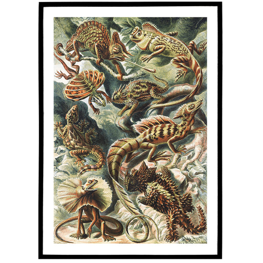 E. Haeckel Wild Animal Poster