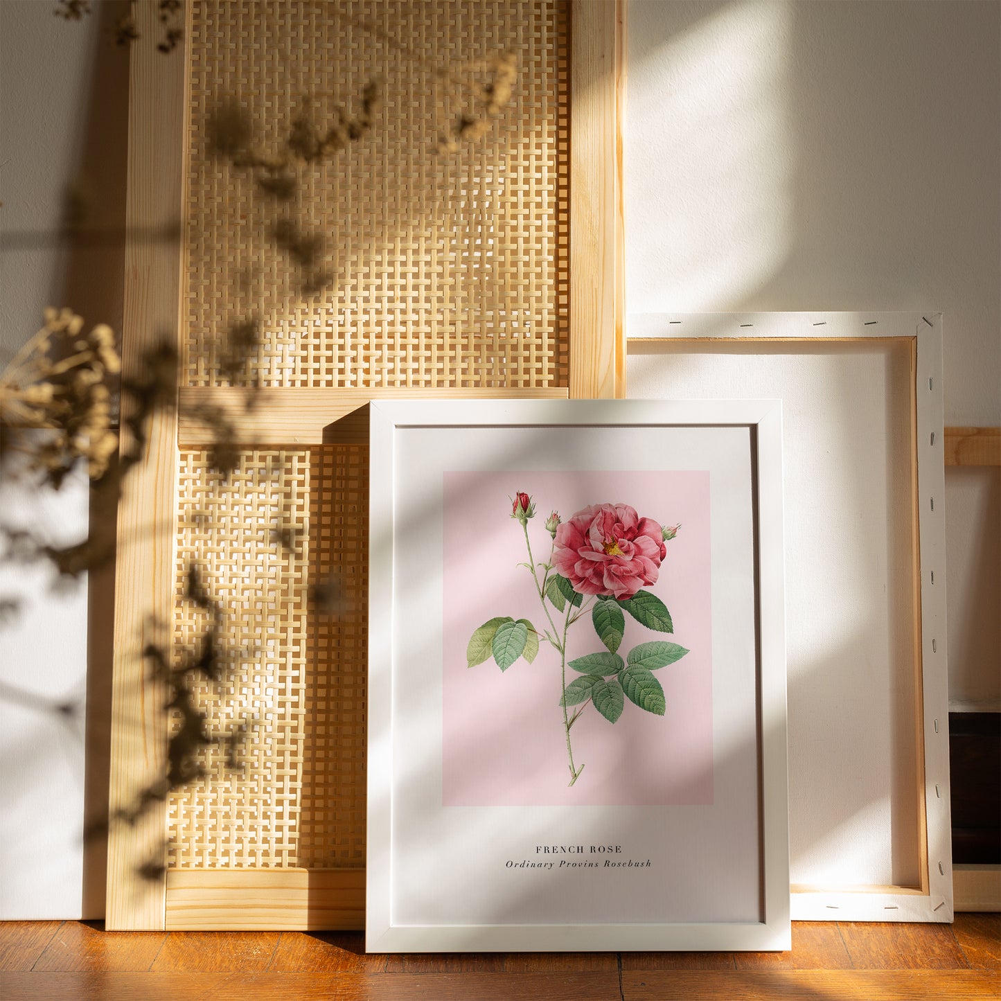 Pink French Rose Poster