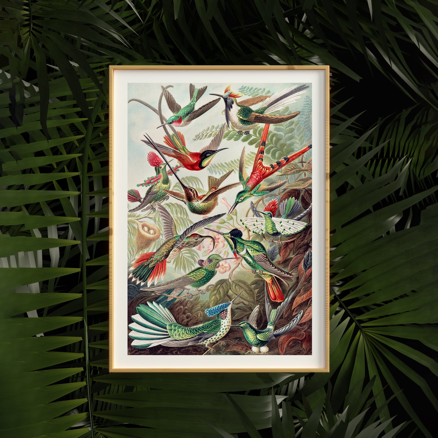 E. Haeckel Trochilidae–Kolibris Poster