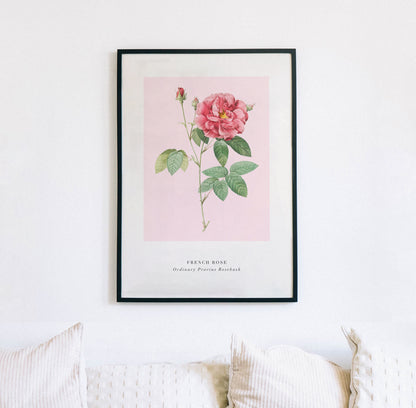 Pink French Rose Poster