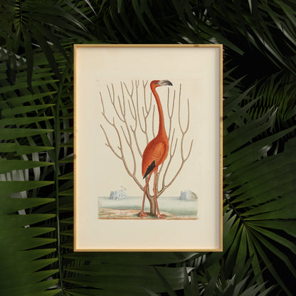 Vintage Flamingo Portrait Poster