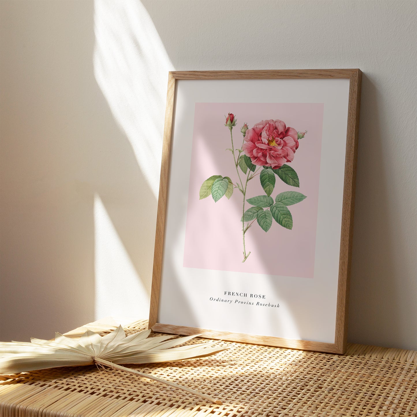 Pink French Rose Poster