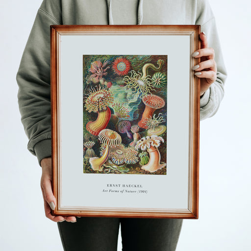 E. Haeckel, Art Forms of Nature No.1 Poster