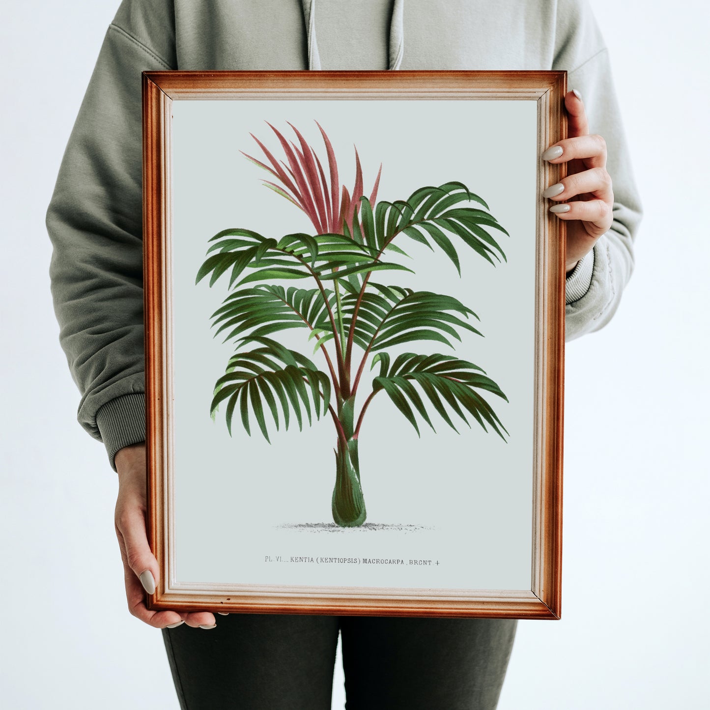 Vintage Botanical Palm Poster