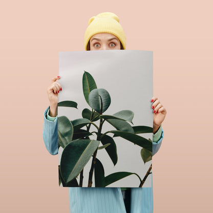 Rubber Tree Plant Photographic Poster
